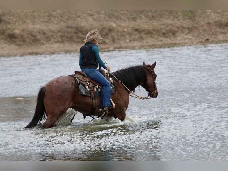 American Quarter Horse Castrone 6 Anni 157 cm Baio roano in Mineral Wells