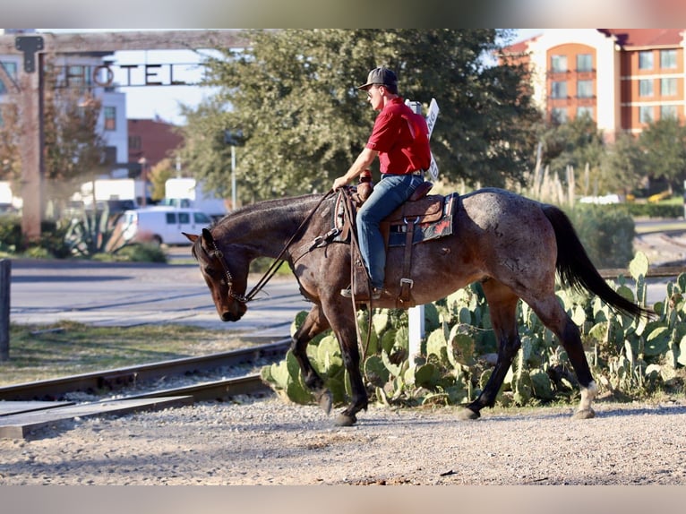 American Quarter Horse Castrone 6 Anni 157 cm Baio roano in Mineral Wells