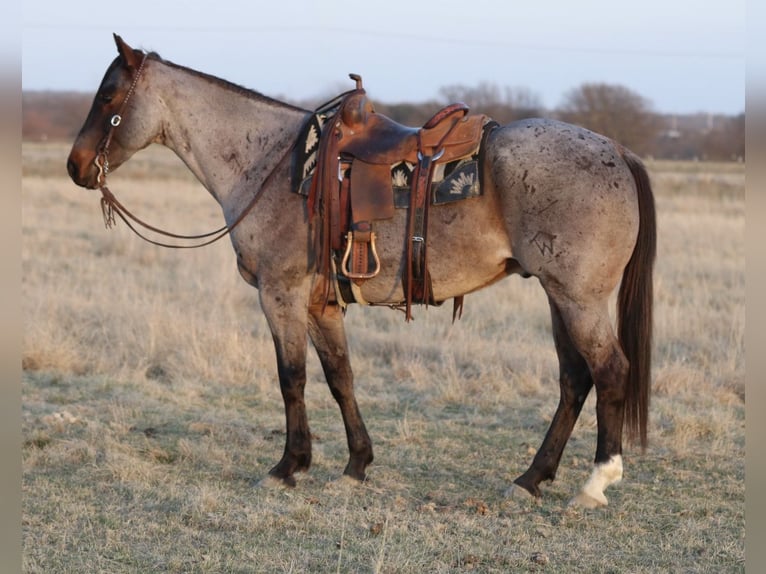 American Quarter Horse Castrone 6 Anni 157 cm Baio roano in Mineral Wells