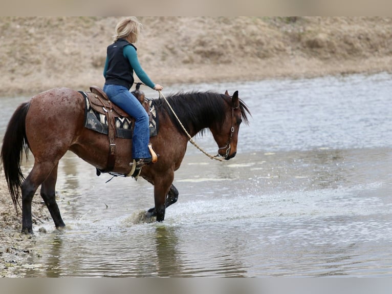 American Quarter Horse Castrone 6 Anni 157 cm Baio roano in Mineral Wells
