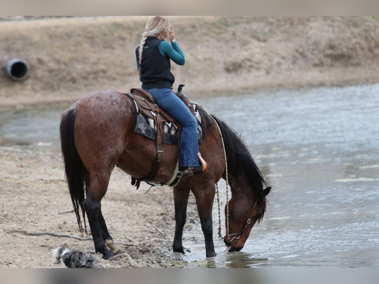 American Quarter Horse Castrone 6 Anni 157 cm Baio roano in Mineral Wells