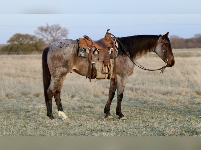 American Quarter Horse Castrone 6 Anni 157 cm Baio roano in Mineral Wells