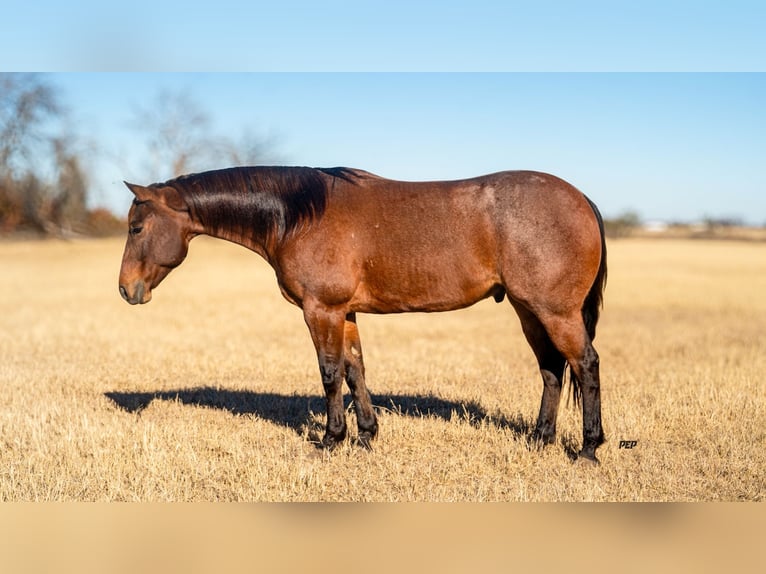 American Quarter Horse Castrone 6 Anni 157 cm Baio roano in Ranger
