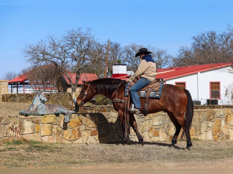 American Quarter Horse Castrone 6 Anni 157 cm Baio roano in Ranger