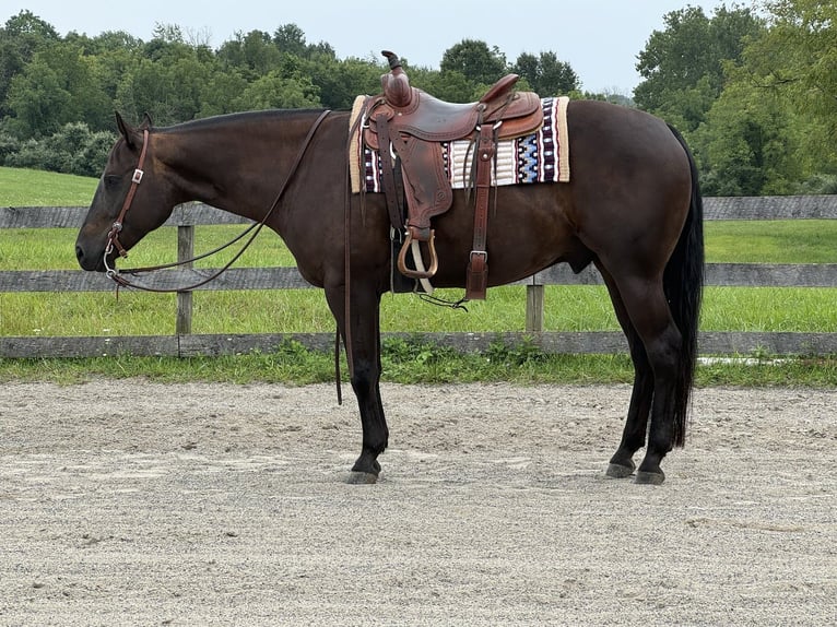 American Quarter Horse Castrone 6 Anni 157 cm Baio scuro in Denville, NJ