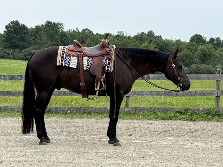 American Quarter Horse Castrone 6 Anni 157 cm Baio scuro in Denville, NJ