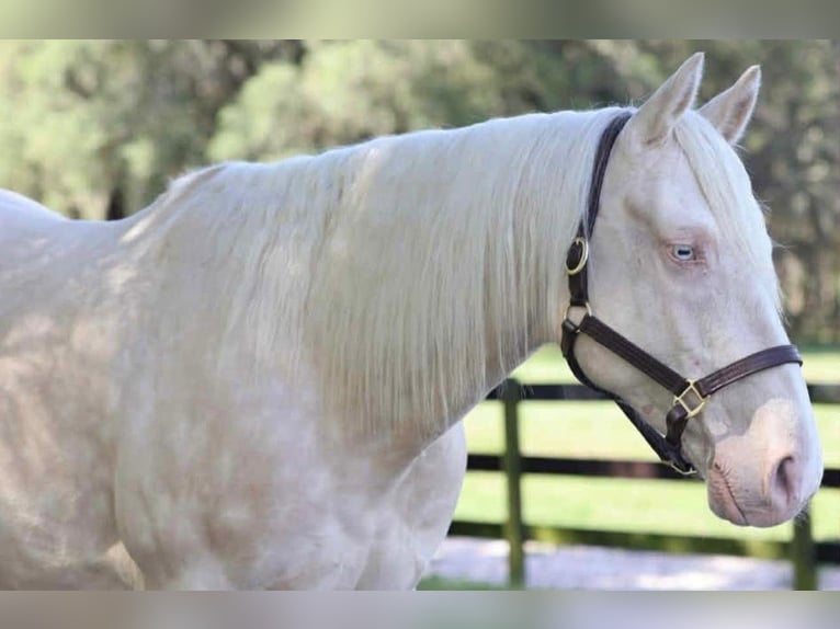 American Quarter Horse Castrone 6 Anni 157 cm Cremello in Micanopy