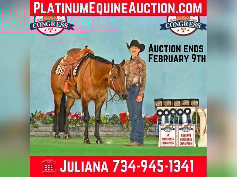 American Quarter Horse Castrone 6 Anni 157 cm Falbo in Jackson MI