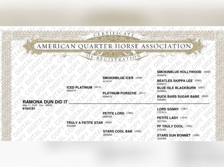 American Quarter Horse Castrone 6 Anni 157 cm Falbo in Jackson MI