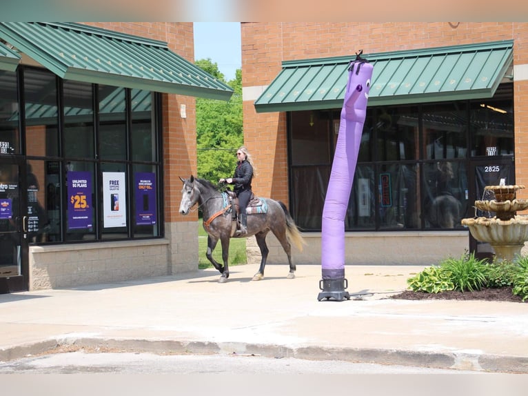 American Quarter Horse Castrone 6 Anni 157 cm Grigio in Highland MI