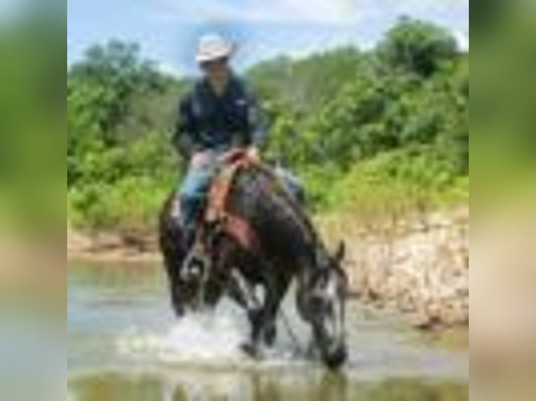 American Quarter Horse Castrone 6 Anni 157 cm Grigio in Cole Camp MO