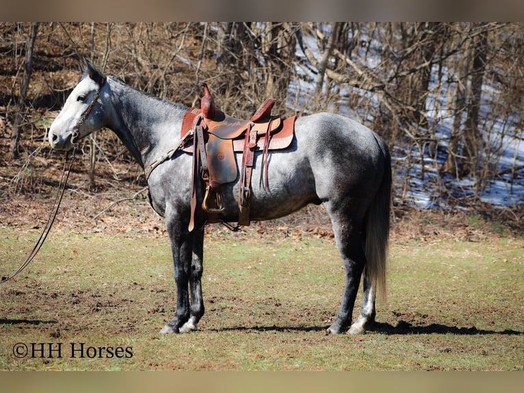 American Quarter Horse Castrone 6 Anni 157 cm Grigio in Flemingsburg KY