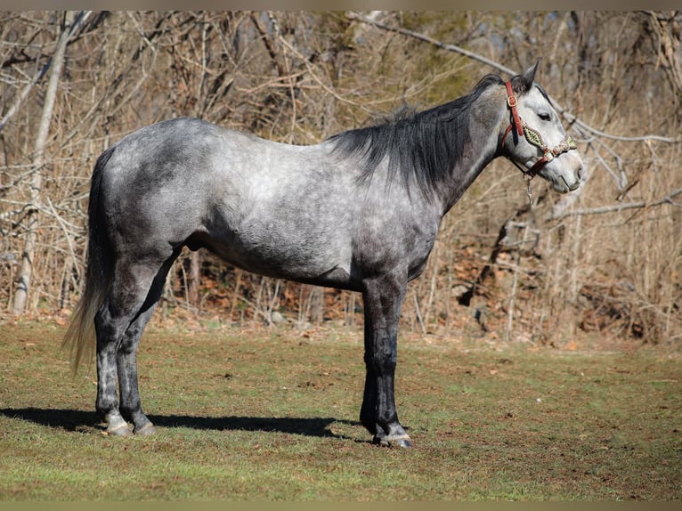 American Quarter Horse Castrone 6 Anni 157 cm Grigio in Flemingsburg KY