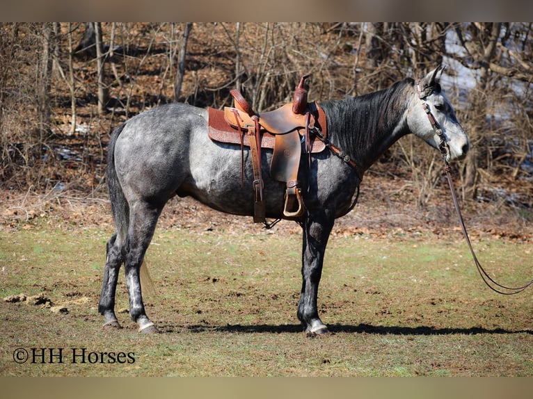 American Quarter Horse Castrone 6 Anni 157 cm Grigio in Flemingsburg KY