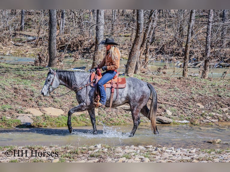 American Quarter Horse Castrone 6 Anni 157 cm Grigio in Flemingsburg KY