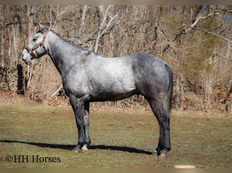 American Quarter Horse Castrone 6 Anni 157 cm Grigio in Flemingsburg KY