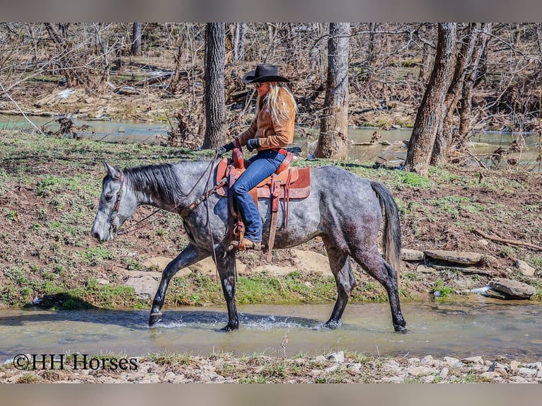 American Quarter Horse Castrone 6 Anni 157 cm Grigio in Flemingsburg KY