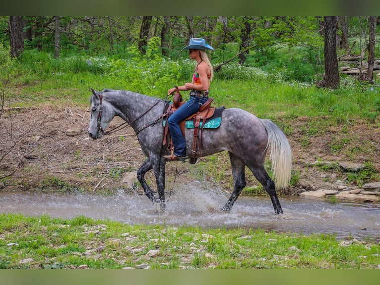 American Quarter Horse Castrone 6 Anni 157 cm Grigio pezzato in Flemingsburg Ky