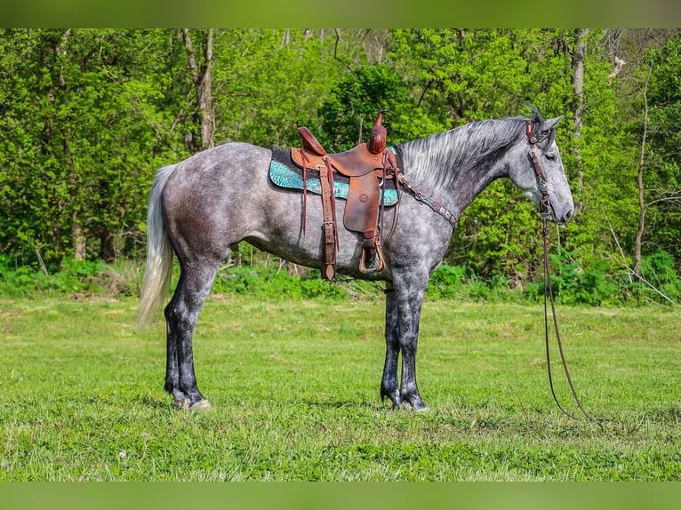 American Quarter Horse Castrone 6 Anni 157 cm Grigio pezzato in Flemingsburg Ky