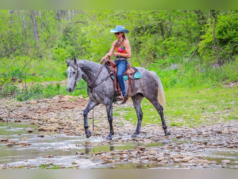 American Quarter Horse Castrone 6 Anni 157 cm Grigio pezzato in Flemingsburg Ky