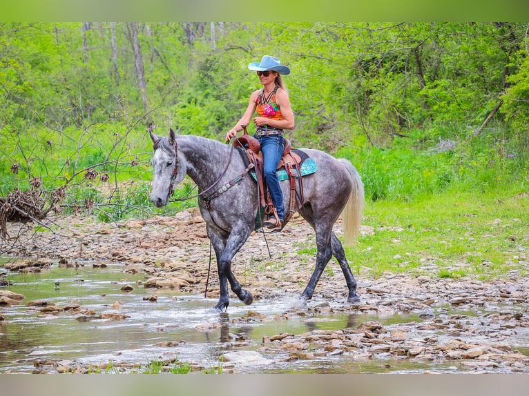 American Quarter Horse Castrone 6 Anni 157 cm Grigio pezzato in Flemingsburg Ky