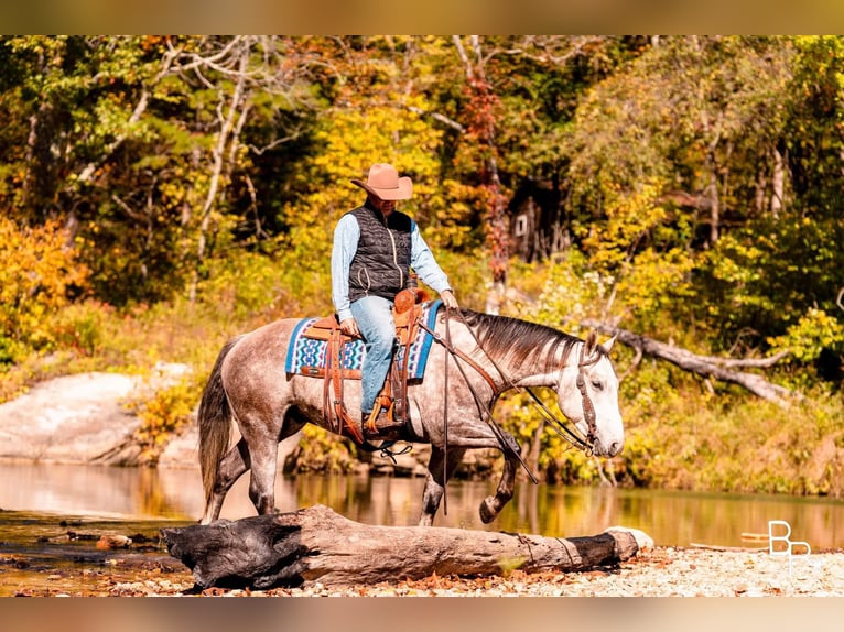American Quarter Horse Castrone 6 Anni 157 cm Grigio pezzato in Mountain Grove MO
