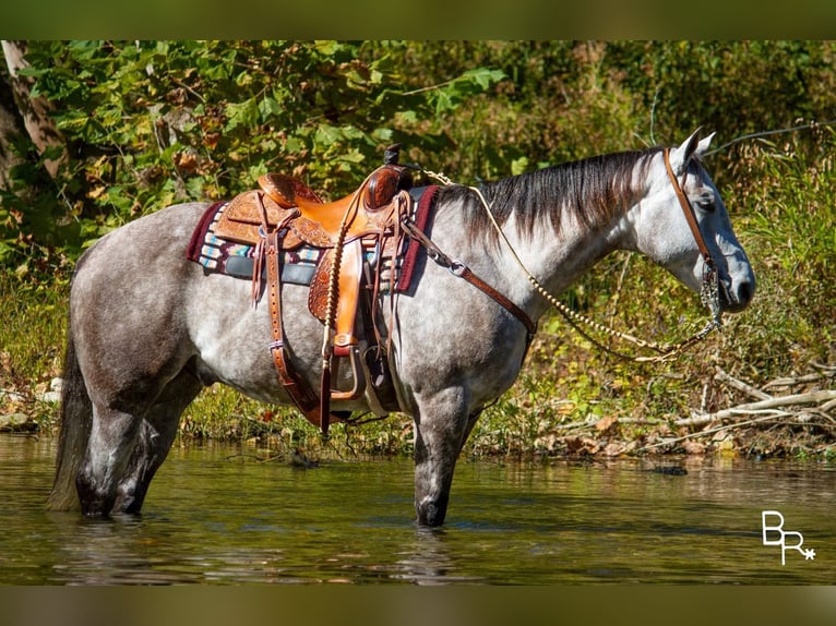 American Quarter Horse Castrone 6 Anni 157 cm Grigio pezzato in Mountain Grove MO