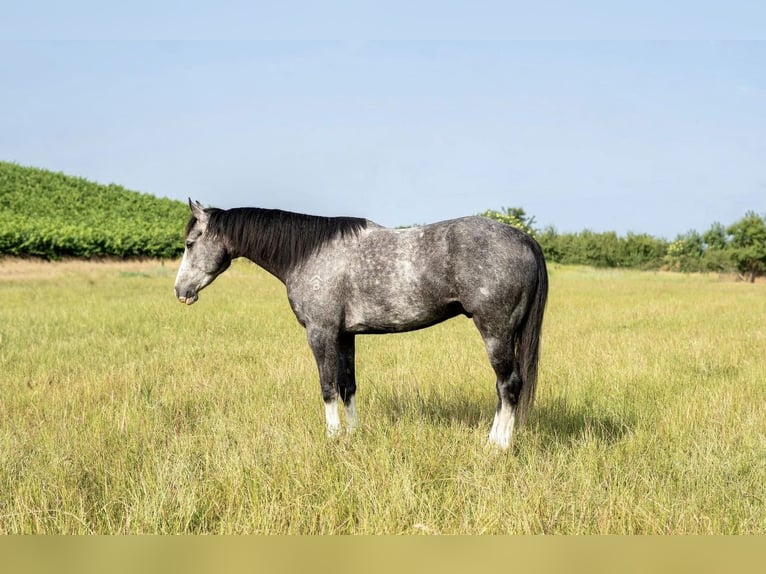 American Quarter Horse Castrone 6 Anni 157 cm Grigio in Waterford, CA