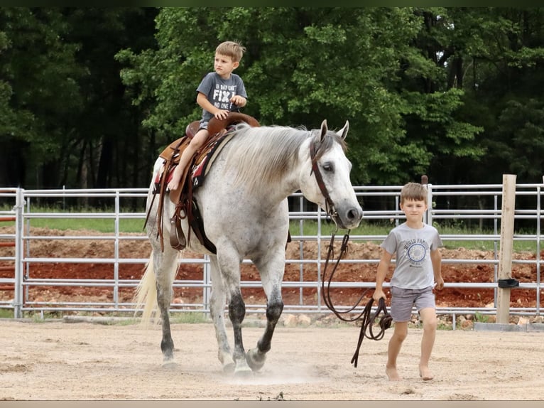 American Quarter Horse Castrone 6 Anni 157 cm Grigio in Mount Vernon, MO