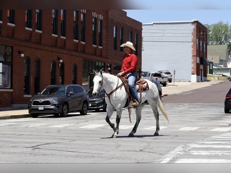 American Quarter Horse Castrone 6 Anni 157 cm Grigio in Mount Vernon, MO