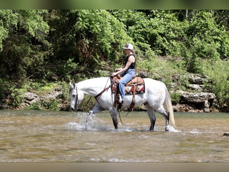 American Quarter Horse Castrone 6 Anni 157 cm Grigio in Mount Vernon, MO