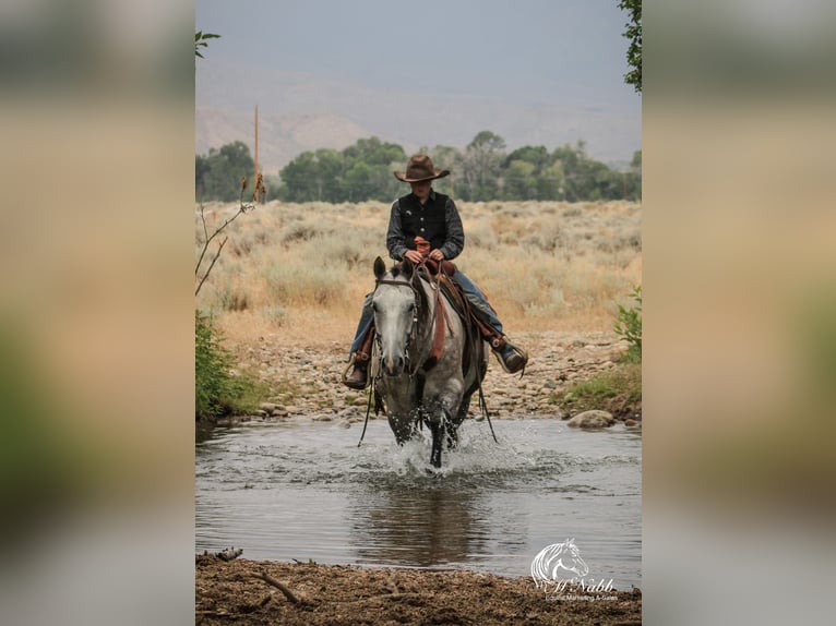 American Quarter Horse Castrone 6 Anni 157 cm Grigio in Cody