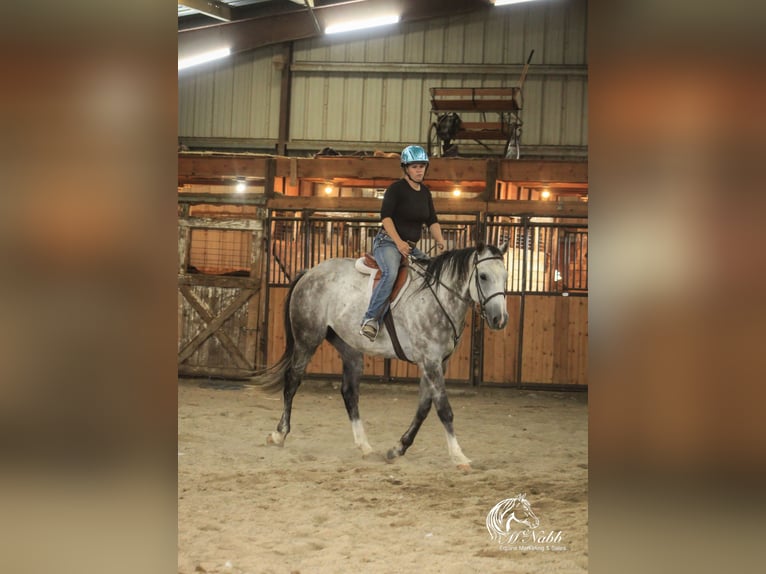 American Quarter Horse Castrone 6 Anni 157 cm Grigio in Cody