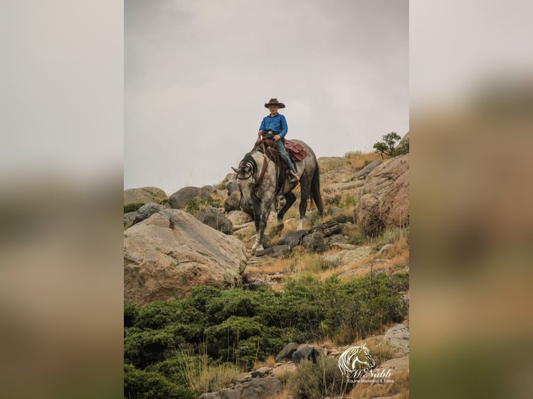 American Quarter Horse Castrone 6 Anni 157 cm Grigio in Cody