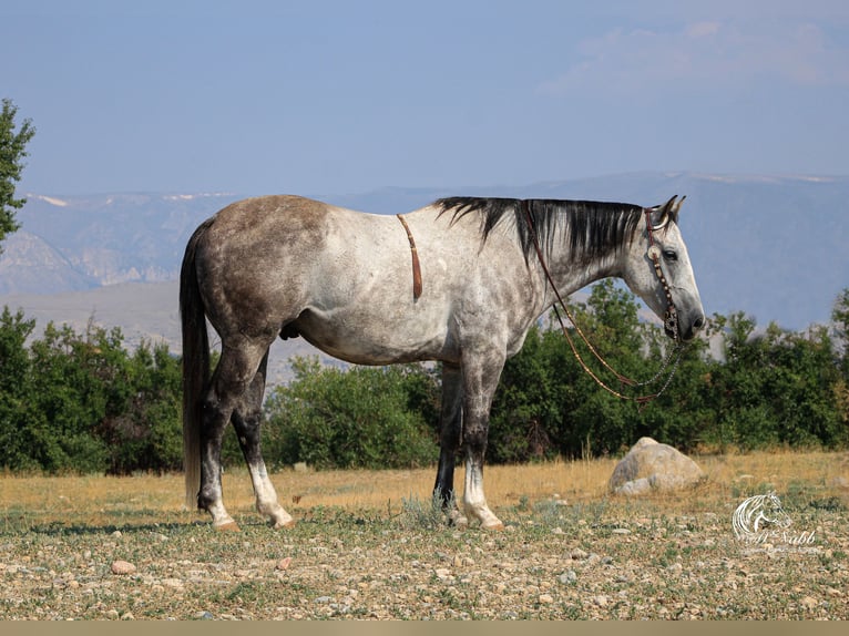 American Quarter Horse Castrone 6 Anni 157 cm Grigio in Cody