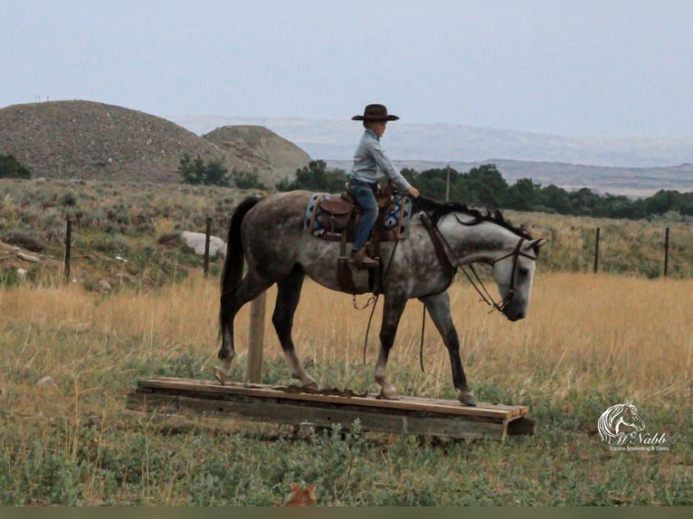 American Quarter Horse Castrone 6 Anni 157 cm Grigio in Cody