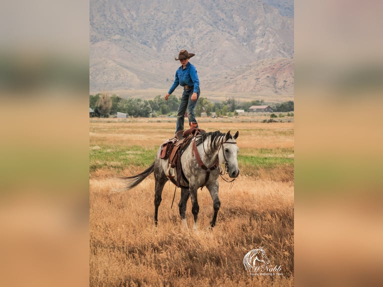 American Quarter Horse Castrone 6 Anni 157 cm Grigio in Cody