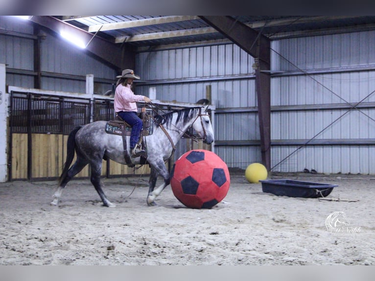 American Quarter Horse Castrone 6 Anni 157 cm Grigio in Cody