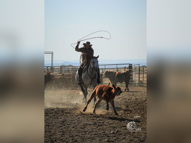 American Quarter Horse Castrone 6 Anni 157 cm Grigio in Cody