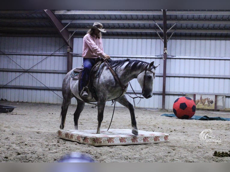 American Quarter Horse Castrone 6 Anni 157 cm Grigio in Cody