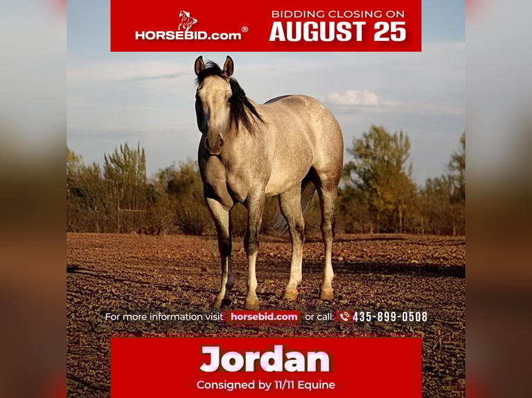 American Quarter Horse Castrone 6 Anni 157 cm Grigio in Marana