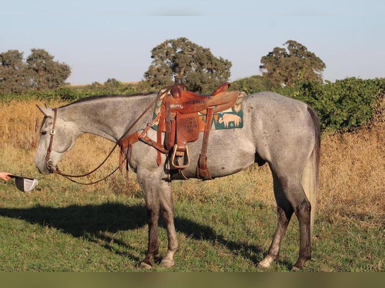 American Quarter Horse Castrone 6 Anni 157 cm Grigio in Waterford, CA