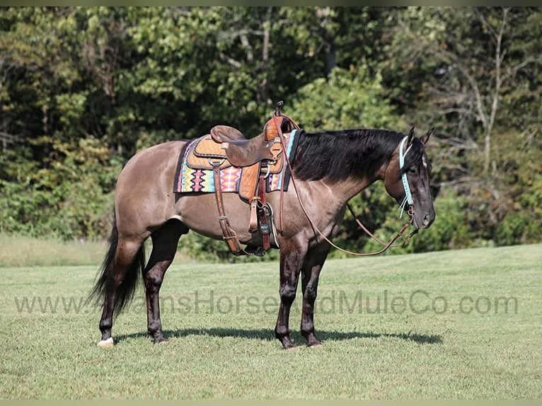 American Quarter Horse Castrone 6 Anni 157 cm Grullo in Wickenburg, AZ