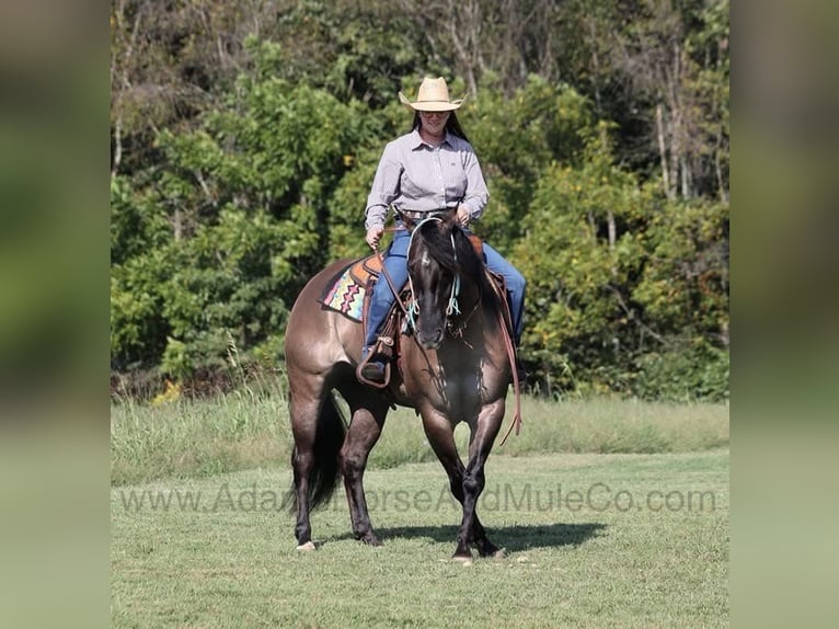 American Quarter Horse Castrone 6 Anni 157 cm Grullo in Wickenburg, AZ