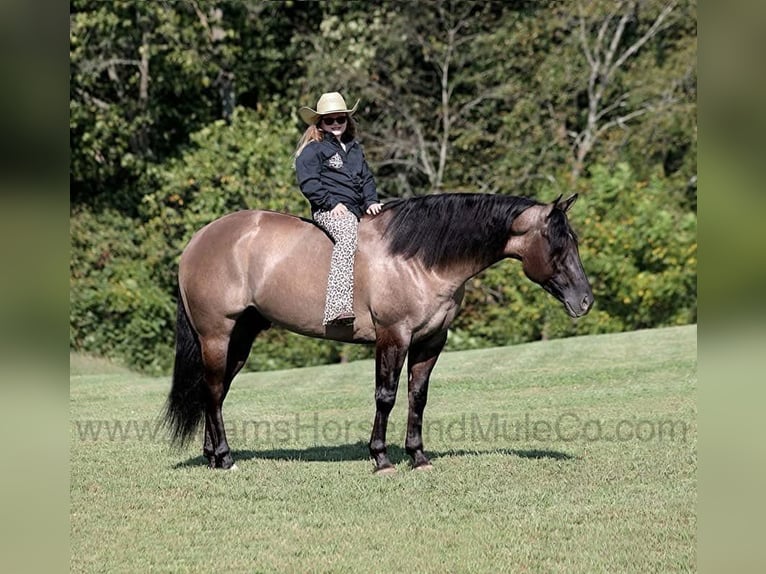 American Quarter Horse Castrone 6 Anni 157 cm Grullo in Wickenburg, AZ