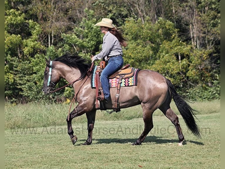 American Quarter Horse Castrone 6 Anni 157 cm Grullo in Wickenburg, AZ