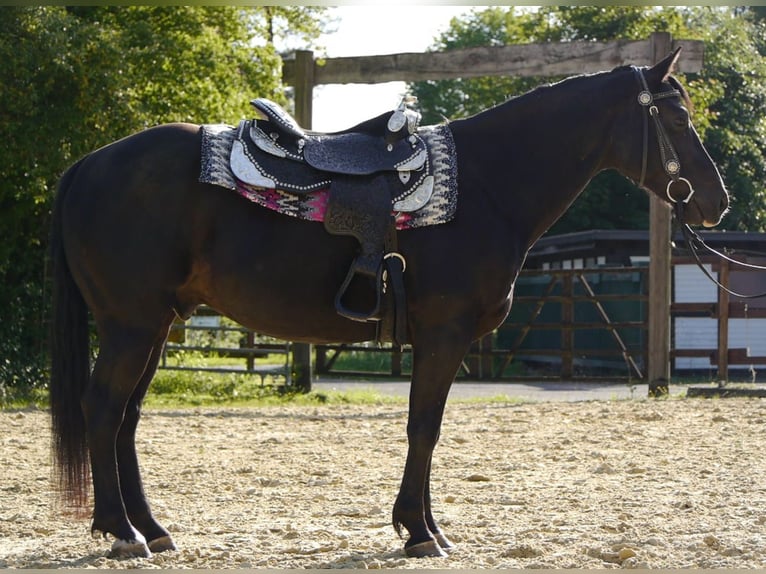 American Quarter Horse Castrone 6 Anni 157 cm Morello in Reichshof