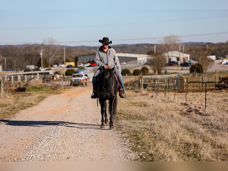 American Quarter Horse Castrone 6 Anni 157 cm Morello in Santa Fe TN