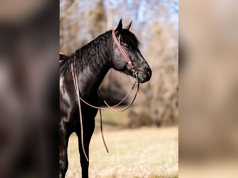 American Quarter Horse Castrone 6 Anni 157 cm Morello in Santa Fe TN