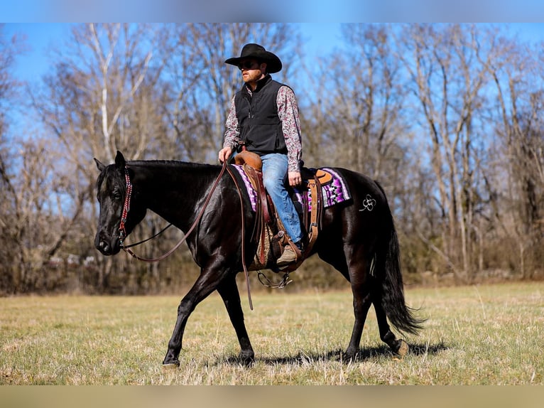 American Quarter Horse Castrone 6 Anni 157 cm Morello in Santa Fe TN